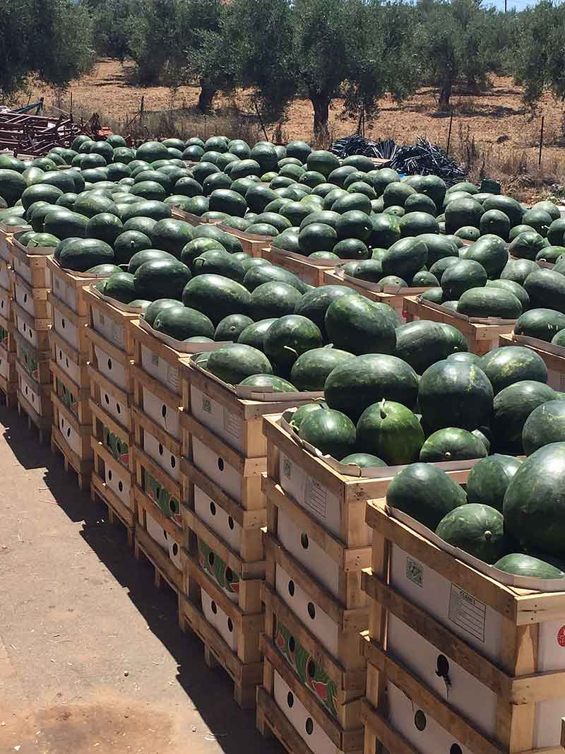 1 Kilogramm griechische Wassermelonen